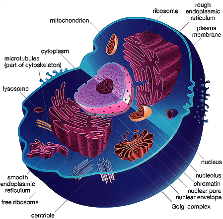 animal cell model with labels. accomplished at your