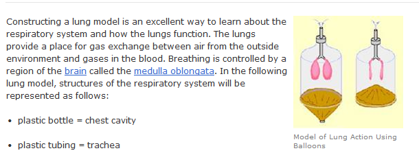 veins and arteries of body. Lungs — veins — arteries —
